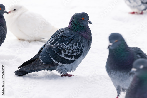 Pigeons on the snow close-up