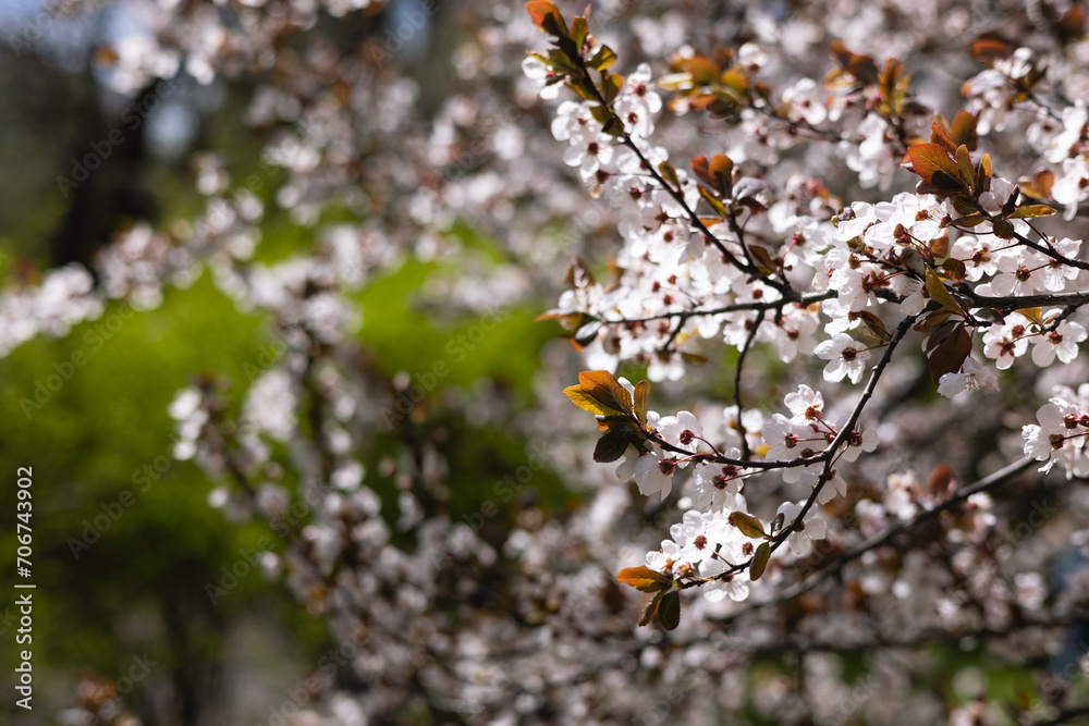 Blooming spring natural background. Flowering trees in spring. Blooming spring natural background. Flowering trees in spring.