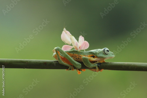 frog, mantis orchis, a cute frog and an orchid mantis on top of the body 