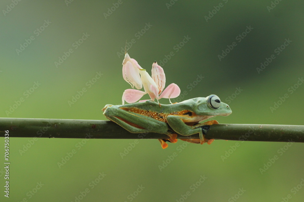 frog, mantis orchid, a cute frog and a mantis orchid on top of the body