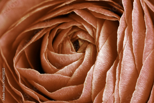 Nahaufnahme von den Blütenblättern einer Rose in Peach Fuzz photo