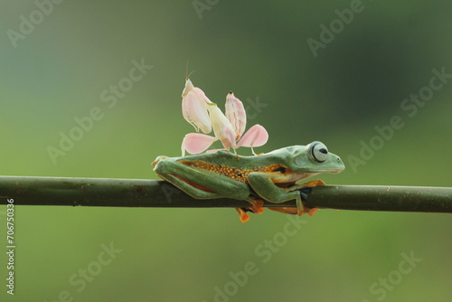 frog, mantis orchid, a cute frog and a mantis orchid on top of the body