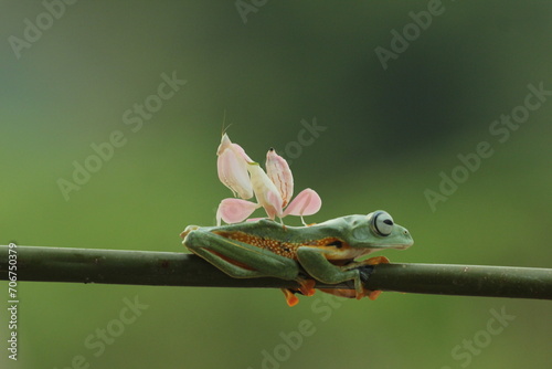 frog, mantis orchid, a cute frog and a mantis orchid on top of the body