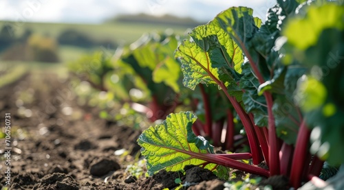 Fresh rhubarb with red stalks and lush green leaves growing in the soil of a sunlit field. photo
