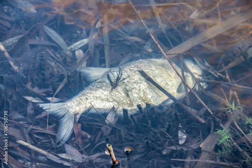 Dead fish under dirty water. Concept of environmental pollution, climate change, save animals, protect nature, water poisoning.