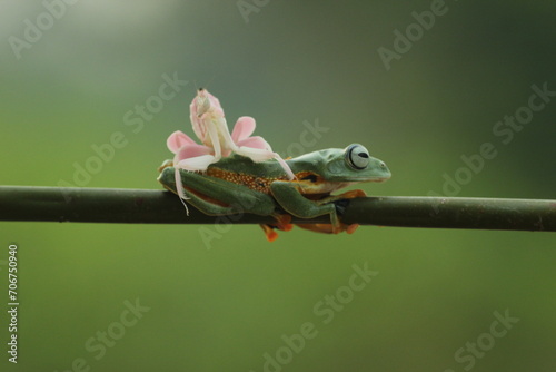 frog, mantis orchid, a cute frog and a mantis orchid on top of the body