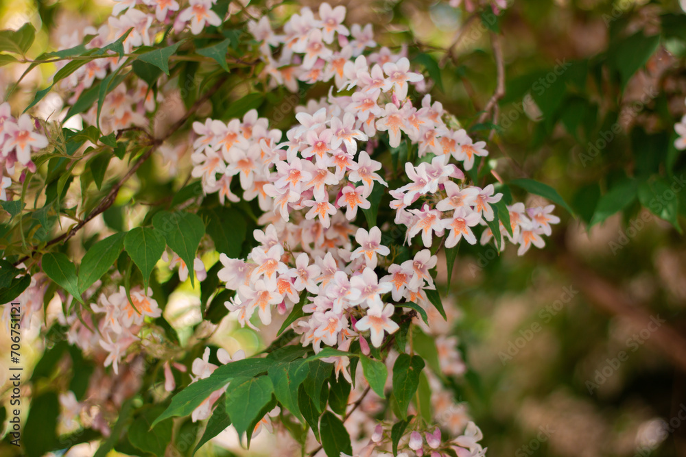 Linnaea amabilis rose flowers in sunny garden, closeup. Kolkwitzia amabilis pink blossoming beauty bush, close up.