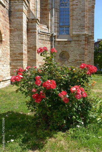 Fototapeta Naklejka Na Ścianę i Meble -  A red rose blooms against the wall of an ancient building, a hot summer day, travel, vacation in the countryside, an old manor, a garden, vertical photography, selective focus