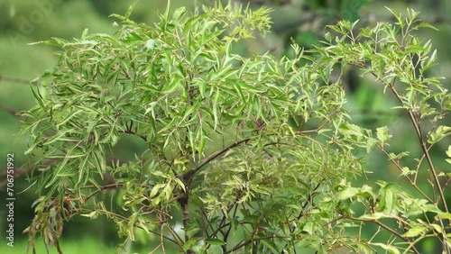 Polyscias fruticosa (Ming aralia, dwarf tree, Daun berlangkas, kuku garuda, pokok teh). In Asian countries, the leaves of the Polyscias fruticosa are used as a tonic, anti-inflammatory,  photo