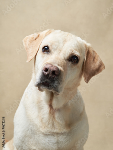 A serene Labrador dog gazes thoughtfully, its pale coat contrasting softly against a minimalist background, embodying calm wisdom