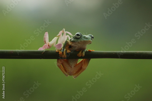 a frog, a mantis orchid, a cute frog and a mantis orchid beside him