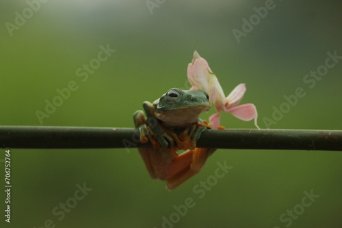 a frog, a mantis orchid, a cute frog and a mantis orchid on its head 