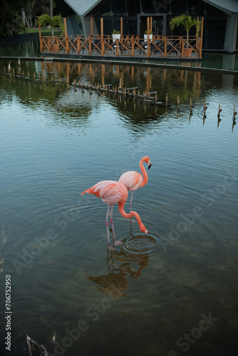 flamingo in the water