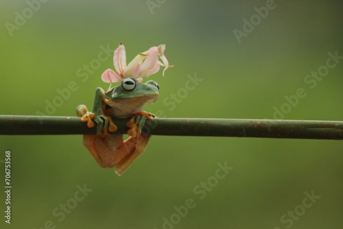 a frog, an orchid mantis, a cute frog and an orchid mantis on top of its body 