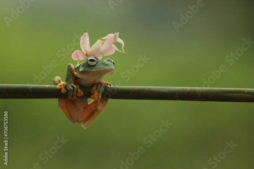 a frog, an orchid mantis, a cute frog and an orchid mantis on top of its body 