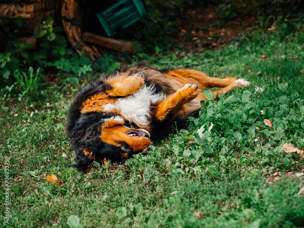Huge Bernese mountain dog laying on green grass. Cute animal with black, brown and white fur in nature setting. King size home pet on summer vacation in rural area. Huge Bernese mountain dog laying on green grass. Cute animal with black, brown and white fur in nature setting. King size home pet on summer vacation in rural area.