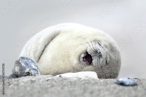 Grey seal (Halichoerus grypus), pup lying on the beach waiting for its mother who is foraging in the sea, Helgoland, Schleswig-Holstein, Germany, Europe photo