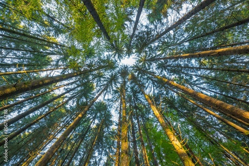 Look into the treetops of a coniferous forest photo