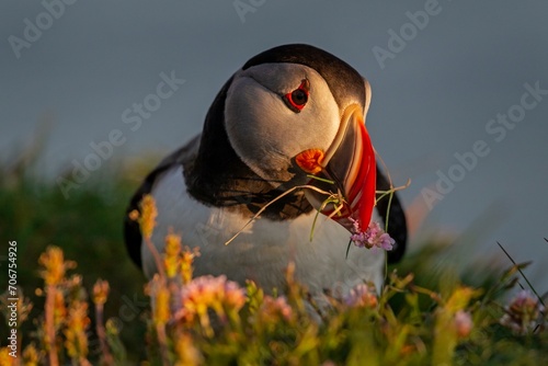 Puffin (Fratercula arctica) in a meadow with nesting material in the evening light, close-up, summer, Latrabjarg, Westfjords, Iceland, Europe photo