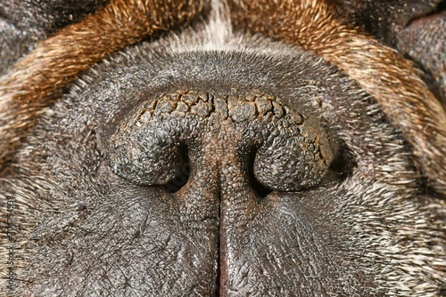 Dry brachycephalic dog nose with narrow nostrils of a French Bulldog photo