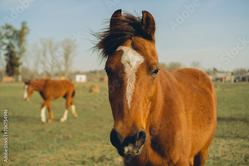 brown horse staring at the camera  in a field full of horses