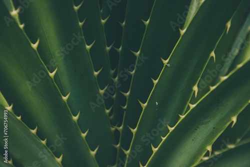 Detail of an aloe vera plant showing its thorny green leaves photo