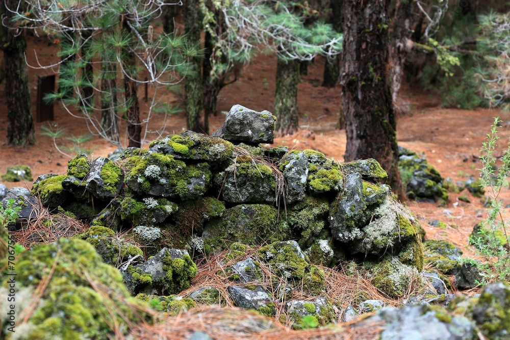 Landscape in the Refugio de El Pinar National Park, archaeological site, Lomo de las Casas and Los Corrales or Barranco de las Ovejas, La Palma, Canary Island, Spain, Europe Landscape in the Refugio de El Pinar National Park, archaeological site, Lomo de las Casas and Los Corrales or Barranco de las Ovejas, La Palma, Canary Island, Spain, Europe