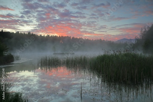 Moorland lake with morning glow, fog, common reed (Phragmites australis), birch (Betula), birch family (Betulaceae), mixed forest, Murnauer moss, Murnau, Upper Bavaria, Bavaria, Germany, Europe photo