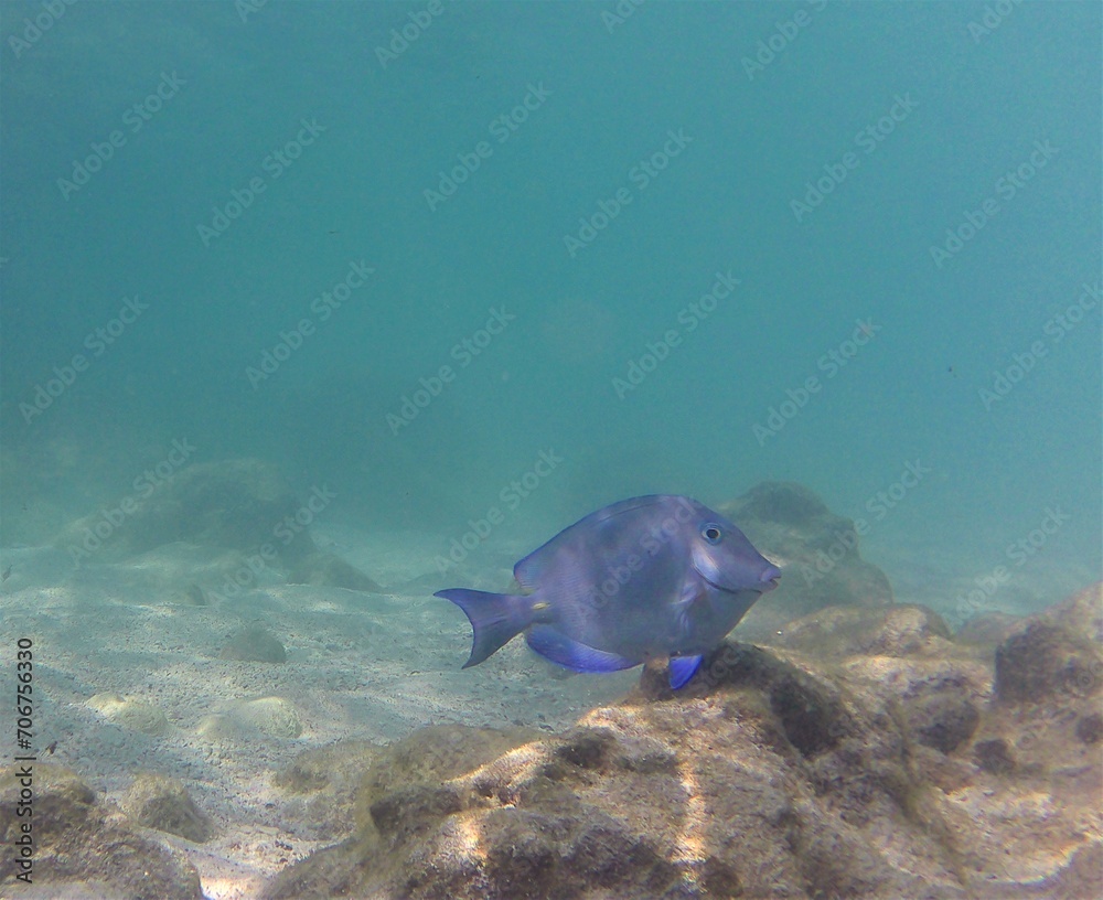 Fototapeta premium Peces y Arrecifes de Coral