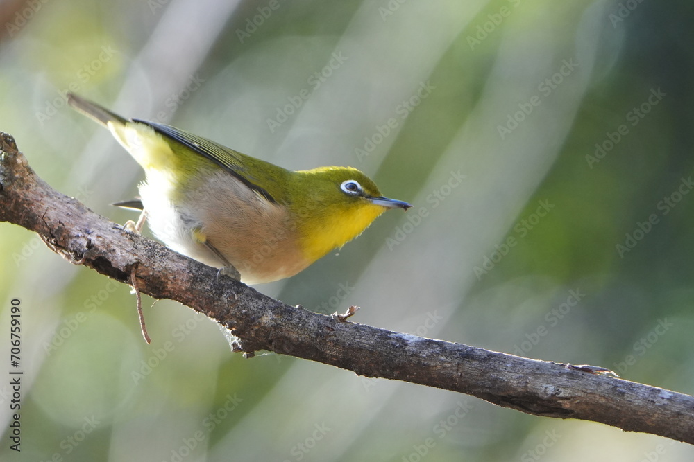 white eye in a forest