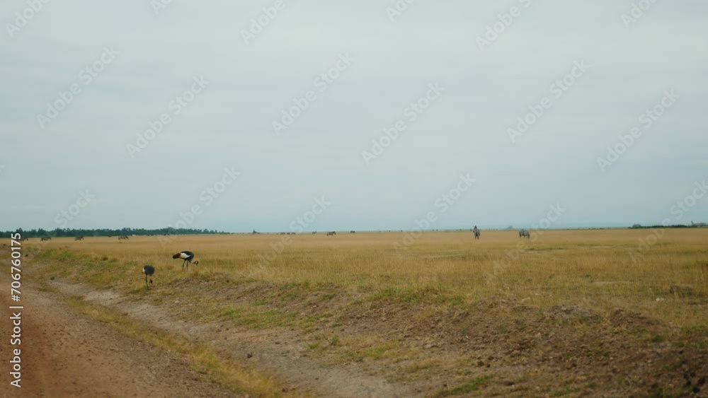 Vast Savanna Landscape: A desolate yet breathtaking view of the African savanna, featuring a dirt road stretching towards the horizon, with a few distant ostriches gracefully navigating the dry. Vast Savanna Landscape: A desolate yet breathtaking view of the African savanna, featuring a dirt road stretching towards the horizon, with a few distant ostriches gracefully navigating the dry.