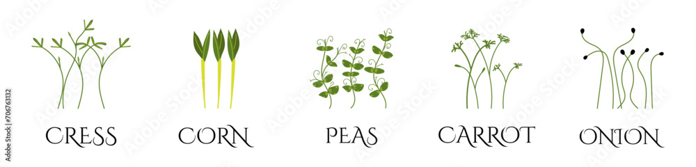 Set of Microgreens. Onion, Cress, Peas, Carrot, Corn. Useful eco-product. Healthy green seedlings. Flat Vector illustration isolated on white background, hand drawn	