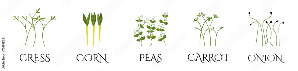 Set of Microgreens. Onion, Cress, Peas, Carrot, Corn. Useful eco-product. Healthy green seedlings. Flat Vector illustration isolated on white background, hand drawn Set of Microgreens. Onion, Cress, Peas, Carrot, Corn. Useful eco-product. Healthy green seedlings. Flat Vector illustration isolated on white background, hand drawn