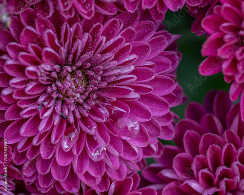 pink chrysanthemum flower