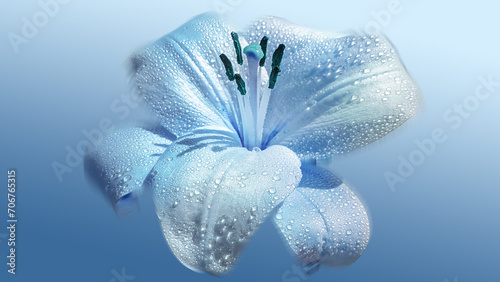 Light Blue Lily Macro Photography on Solid Blue Background