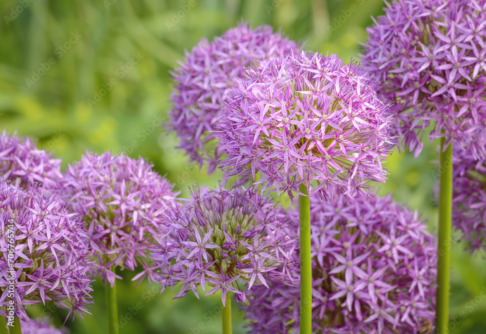 Allium aflatunense flower on blurred background