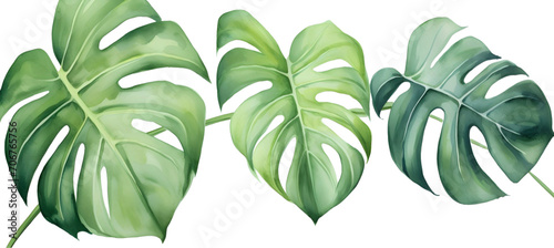 Monstera, Swiss Cheese Plant photo