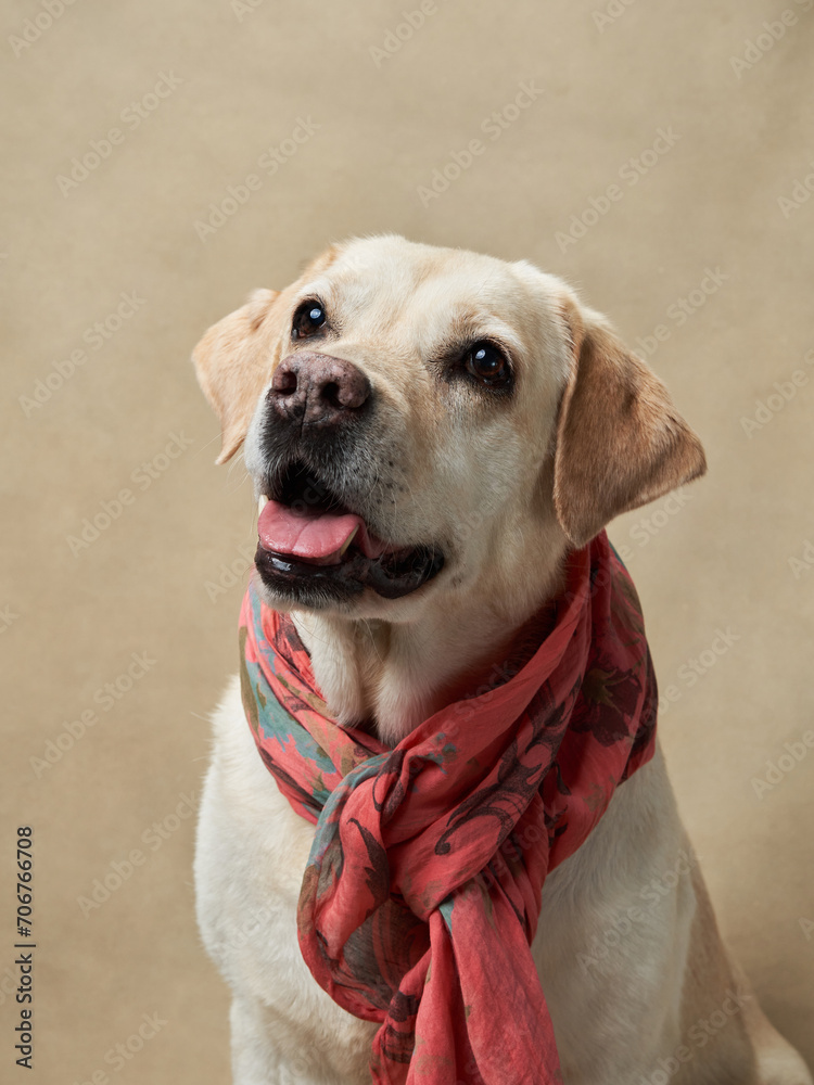A happy Labrador Retriever dog adorned with a fashionable scarf looks up expectantly