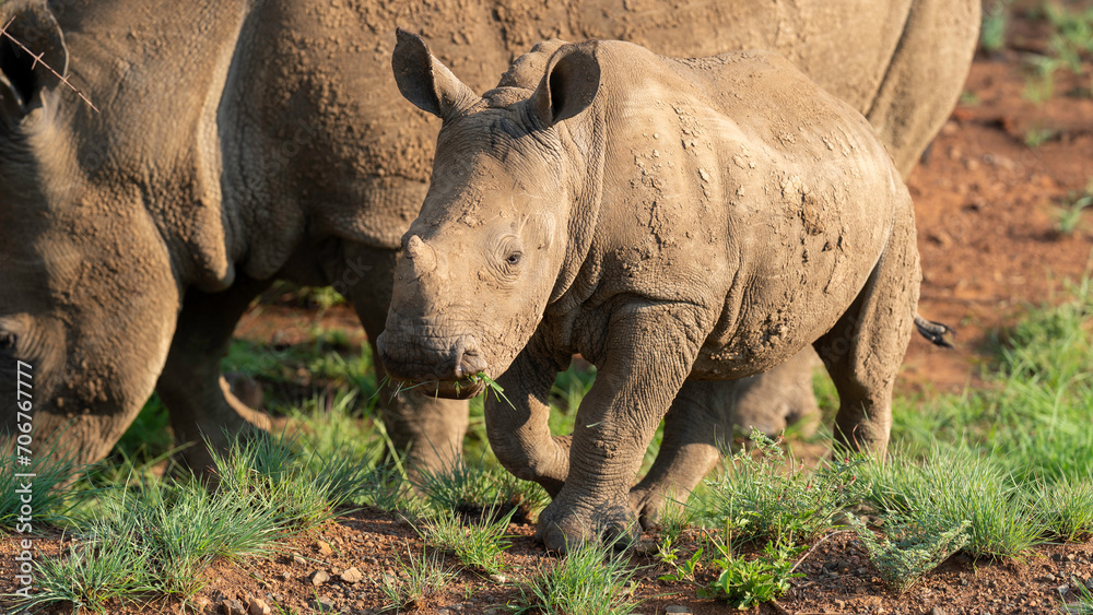 Baby white rhino grazing with the parents at Pilanesberg National Park, South Africa Baby white rhino grazing with the parents at Pilanesberg National Park, South Africa