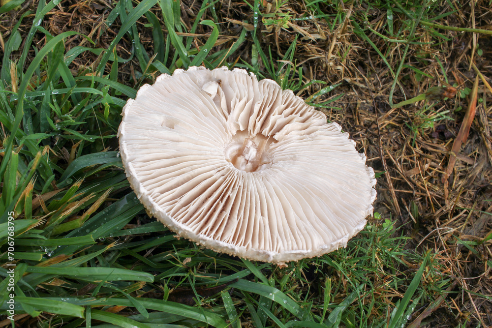 Alpine Peaks' Secret Mushroom Delight