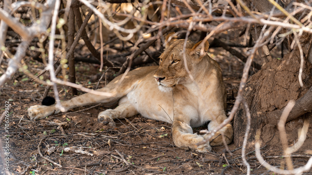 Lioness resting in the shade, Chobe National Park, Botswana Lioness resting in the shade, Chobe National Park, Botswana