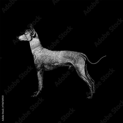 Peruvian Inca Orchid Dog hand drawing vector isolated on black background. photo