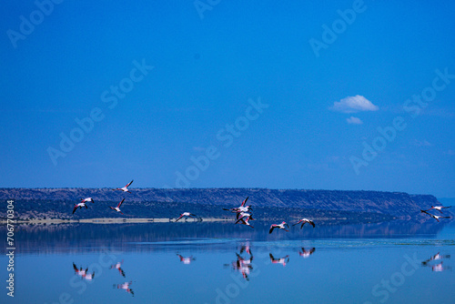 Lake Magadi Kenya Landscapes Flamingoes Home Great Rift Valley Kenya East Africa Kajiado County photo