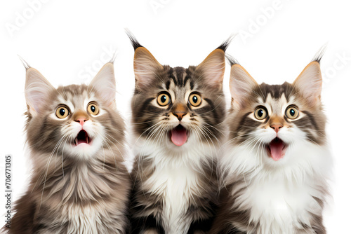Portrait of Three Surprised Cats