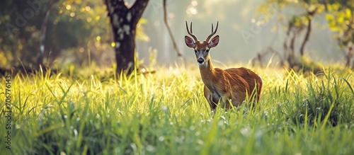 Pampas Deer Ozotoceros bezoarticus in the green grass Pantanal Brazil Wildlife scene from nature Deer in nature habitat. with copy space image. Place for adding text or design photo