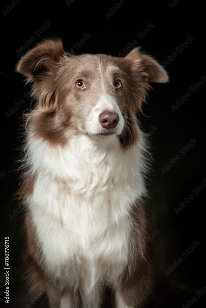 Fototapeta premium BORDER COLLIE DOG