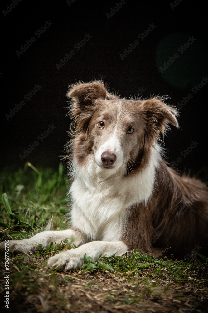 BORDER COLLIE DOG BORDER COLLIE DOG