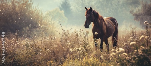 Photo manipulation of romantic scenery with brown horse. with copy space image. Place for adding text or design © vxnaghiyev