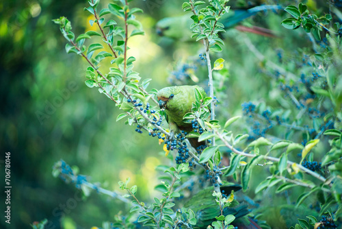 Loro en un árbol