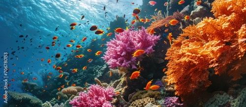 Pink and orange corals and school of swimming tropical fish Snorkeling on the colorful coral reef underwater photography Vivid healthy marine wildlife Ocean ecosystem. with copy space image © vxnaghiyev
